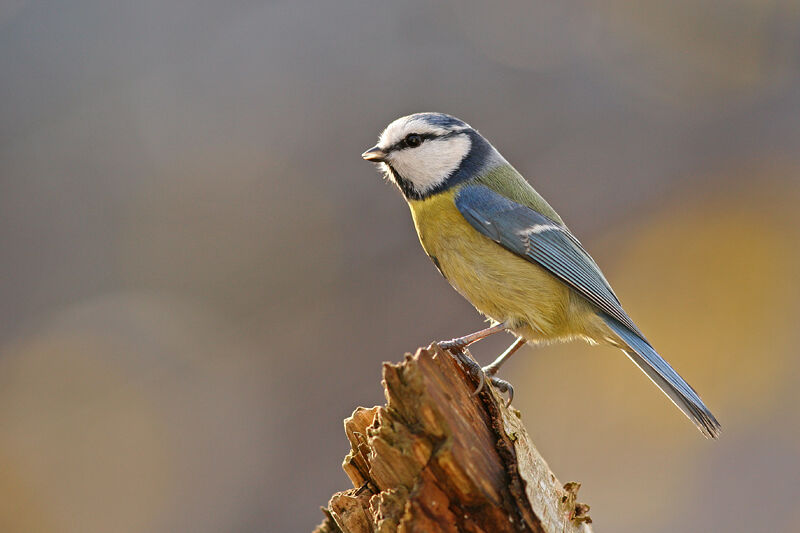 Mésange bleue