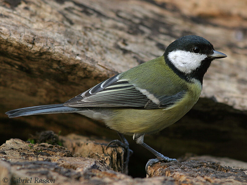 Great Tit