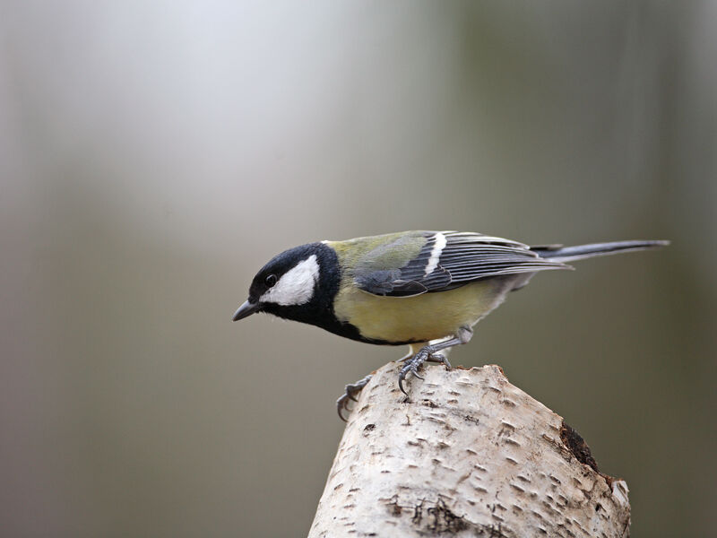 Mésange charbonnière