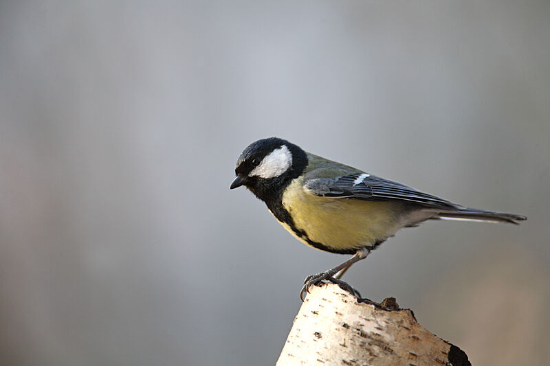 Mésange charbonnière