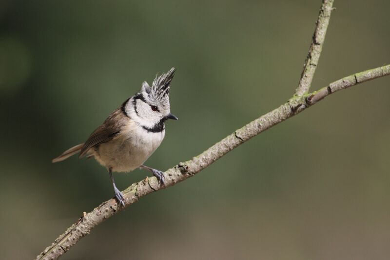 Crested Tit