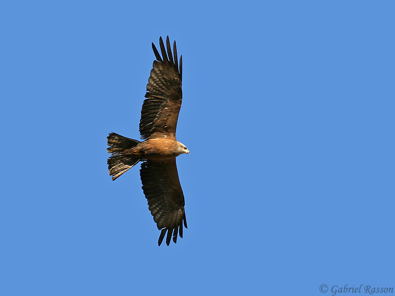 Black Kite