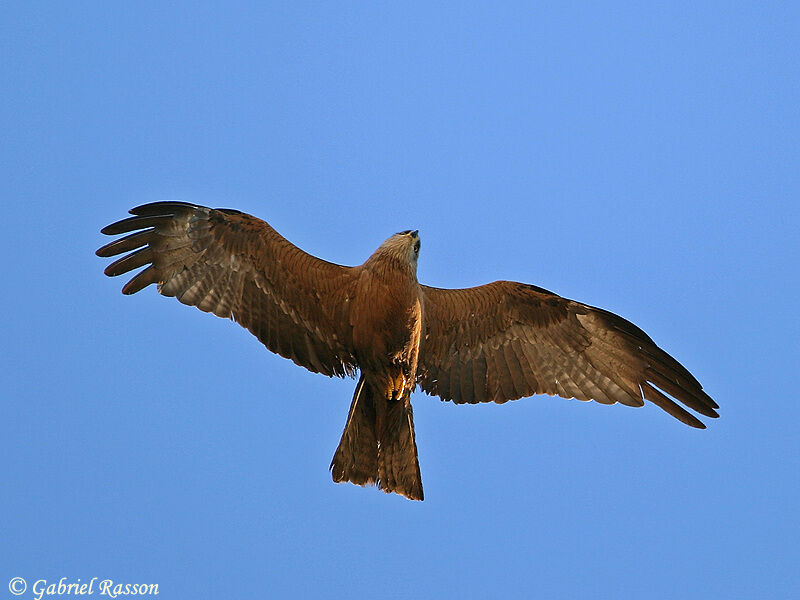 Black Kite