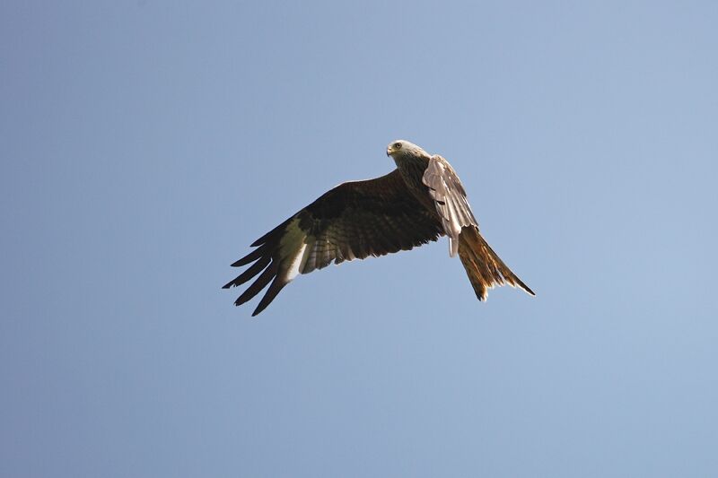 Red Kite