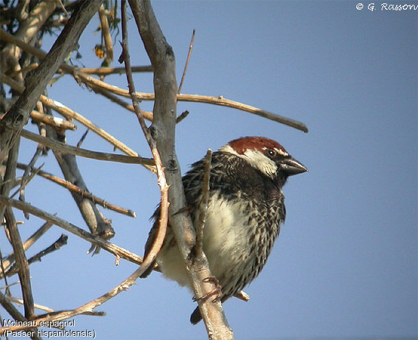 Spanish Sparrow