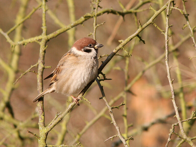 Moineau friquet