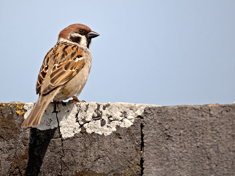 Moineau friquet