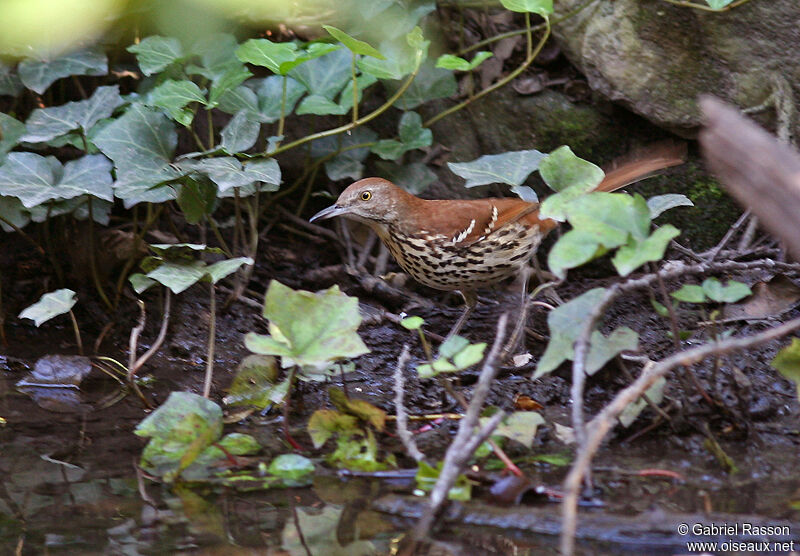 Brown Thrasher