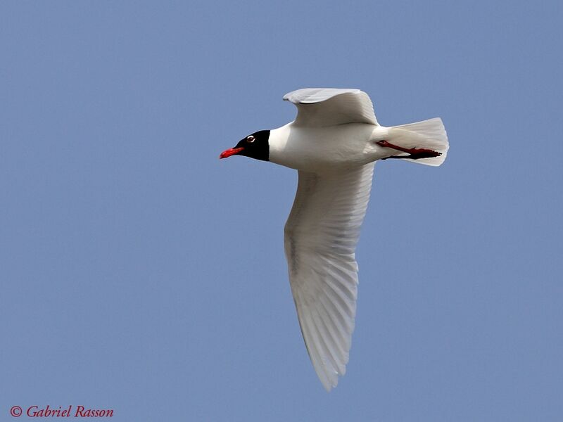 Mouette mélanocéphale