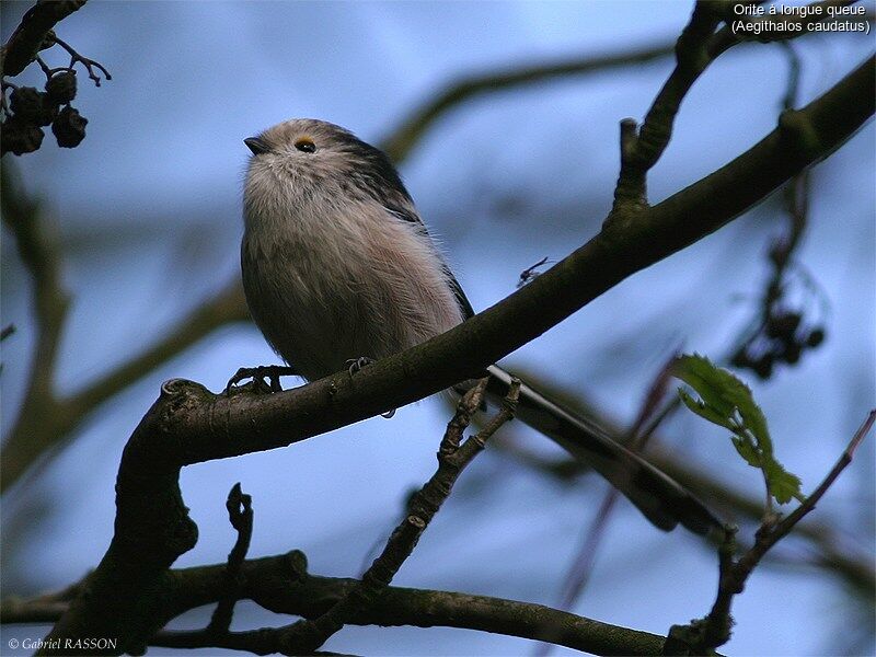 Long-tailed Tit