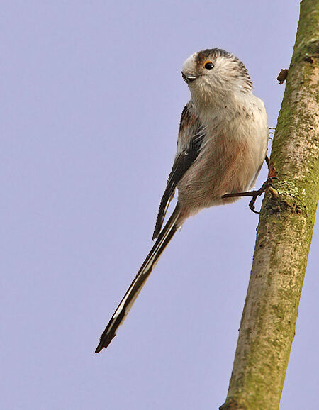 Long-tailed Tit