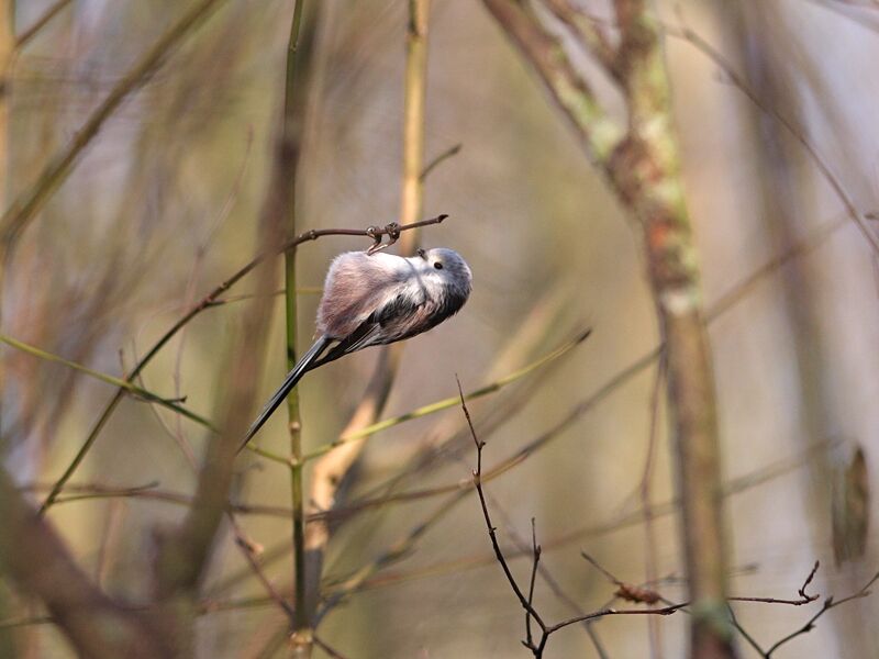 Long-tailed Tit