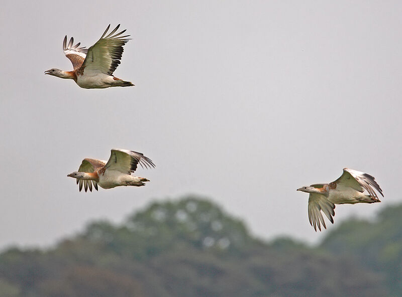 Great Bustard