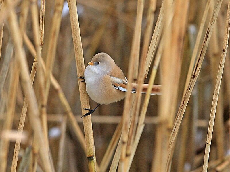 Bearded Reedling