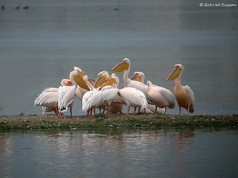 Great White Pelican