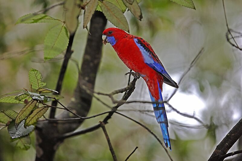 Crimson Rosella