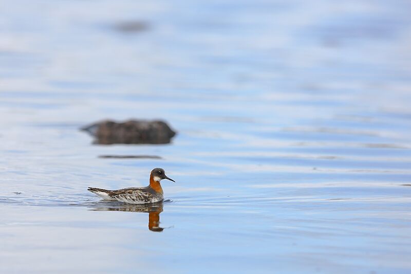 Phalarope à bec étroit