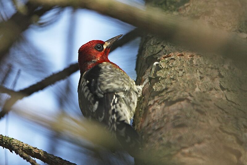 Red-breasted Sapsucker