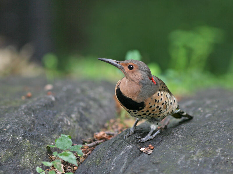 Northern Flicker