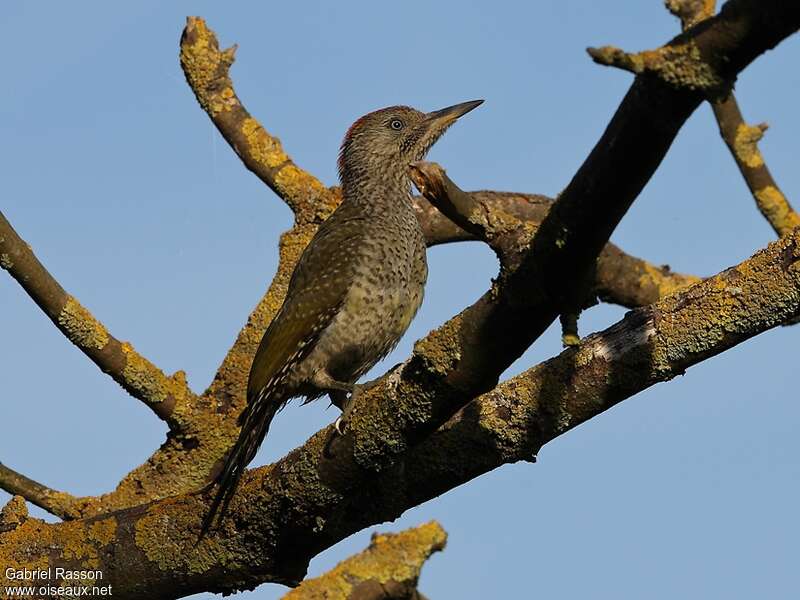 European Green Woodpecker female immature, identification