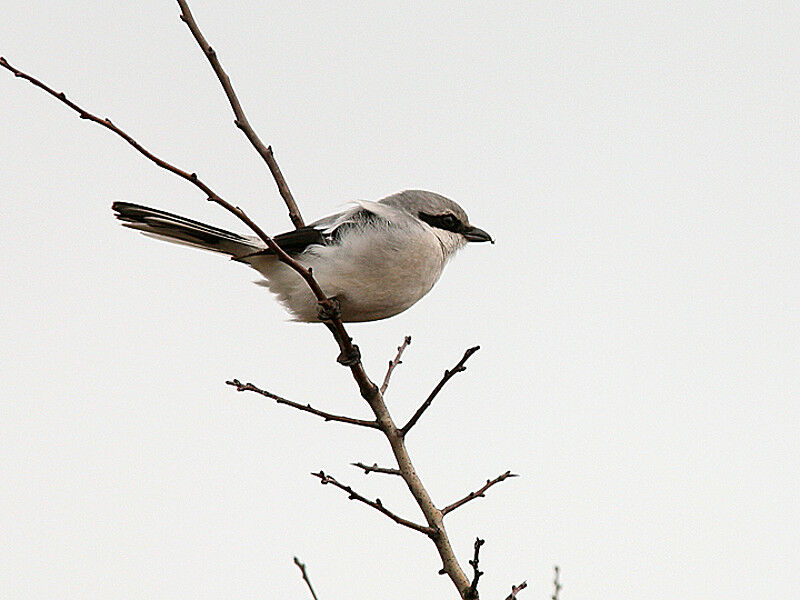 Great Grey Shrike