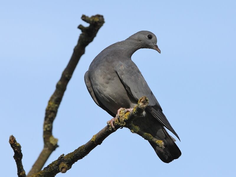 Stock Dove