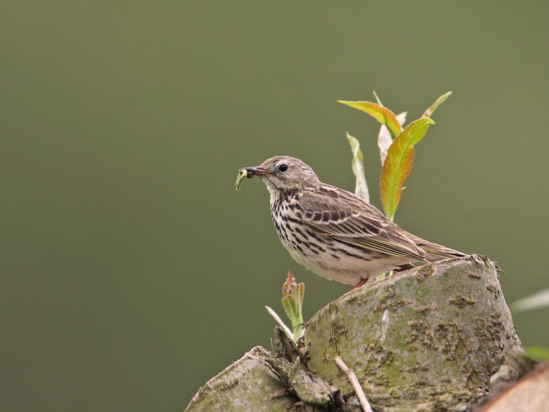 Meadow Pipit