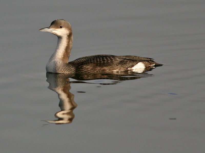 Plongeon arctique