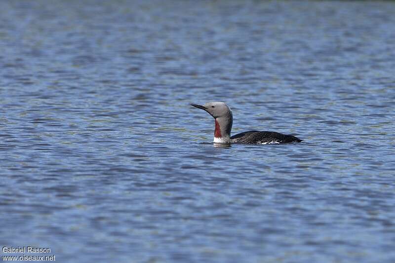 Plongeon catmarin