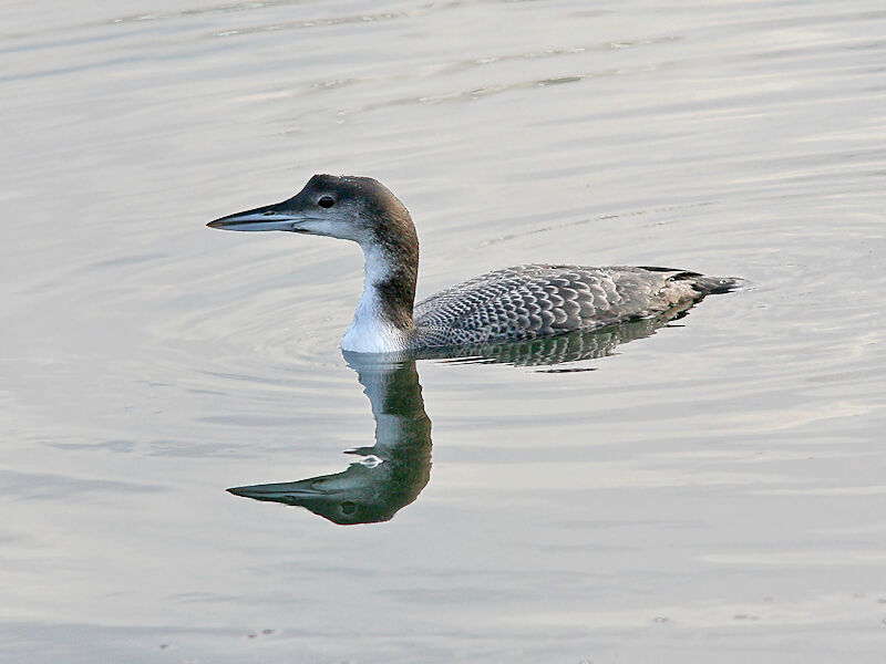 Plongeon imbrin