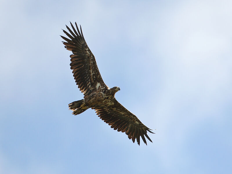 White-tailed Eagle