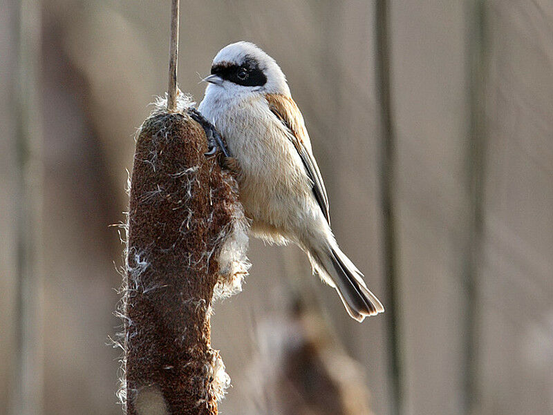 Rémiz penduline