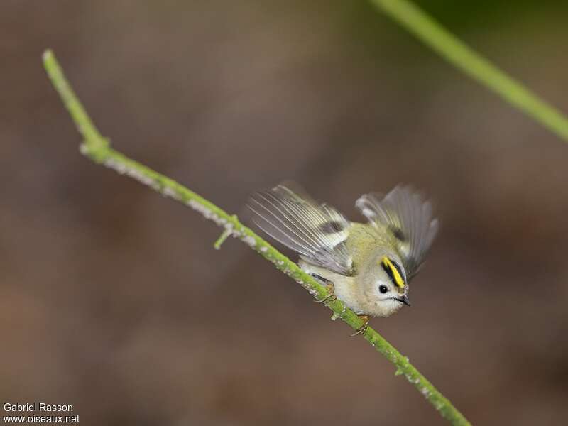 Goldcrest female adult, pigmentation, Behaviour