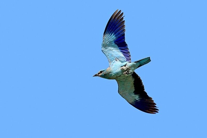 European Roller