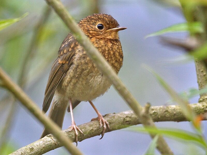 European Robin