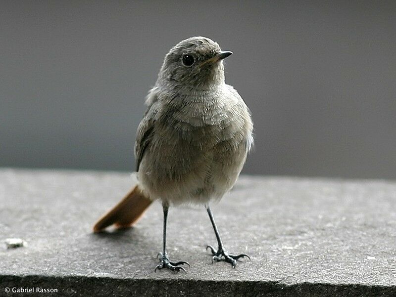 Black Redstart