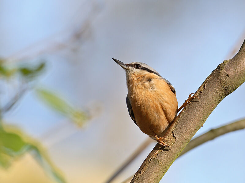 Eurasian Nuthatch