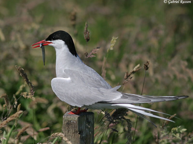 Arctic Tern