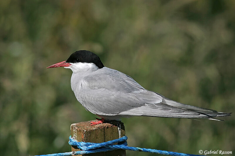 Arctic Tern