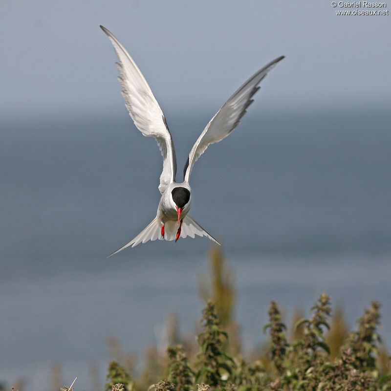 Arctic Tern