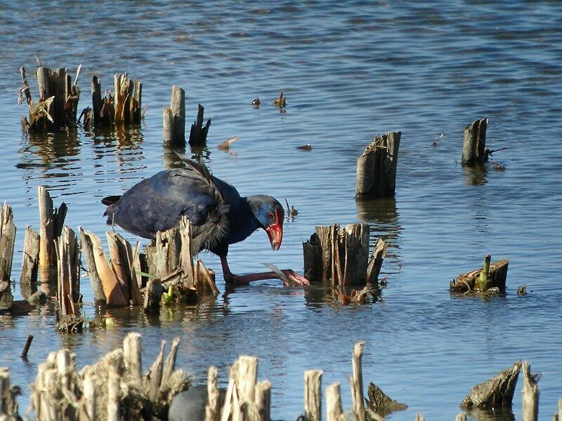 Australasian Swamphen