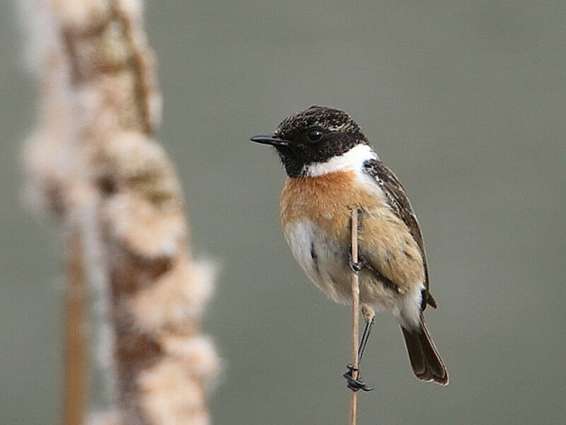 European Stonechat