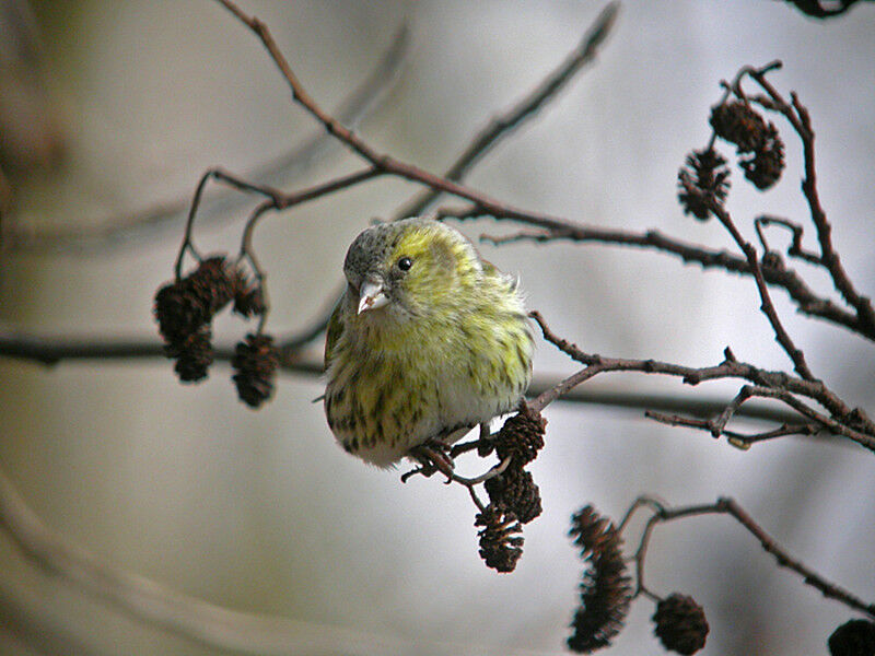 Eurasian Siskin