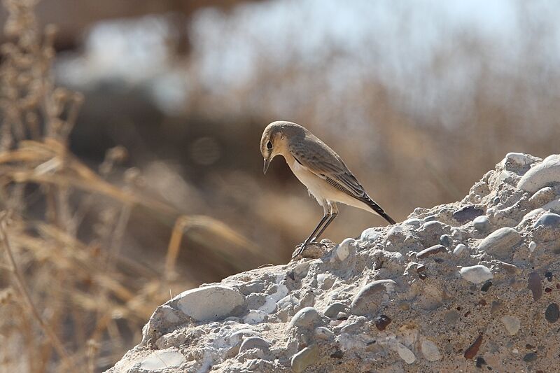 Isabelline Wheatear, identification