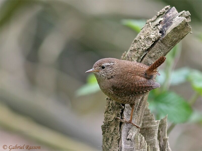 Eurasian Wren