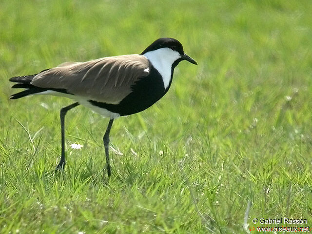 Spur-winged Lapwing