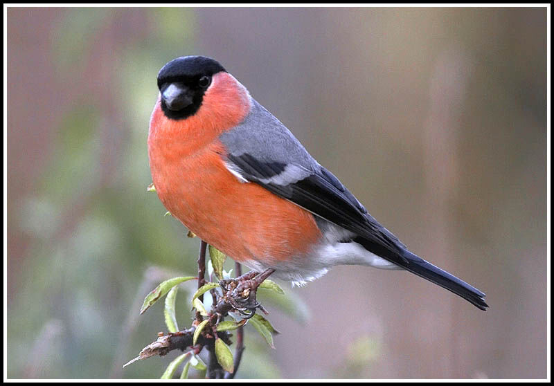 Eurasian Bullfinch