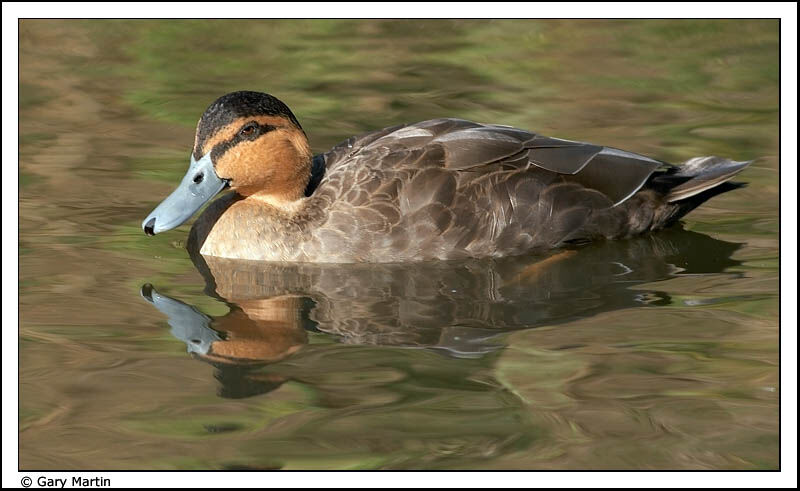 Canard des Philippines