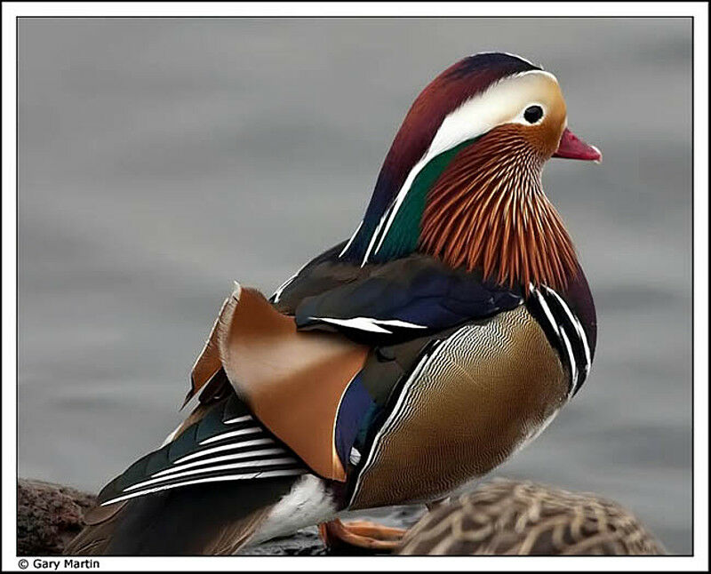 Canard mandarin