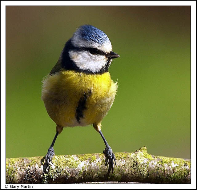 Mésange bleue